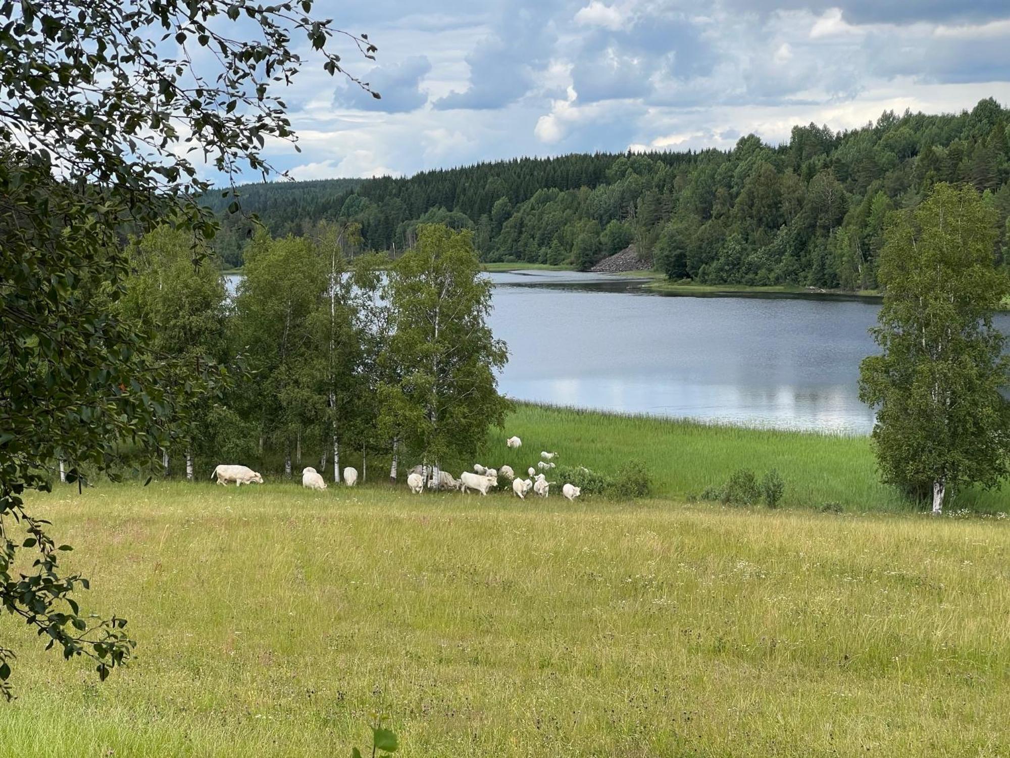 Gasthaus Asen Årjäng Exterior foto
